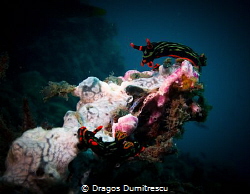 Looking for Love? Two Nembrotha Kubaryana searching for e... by Dragos Dumitrescu 